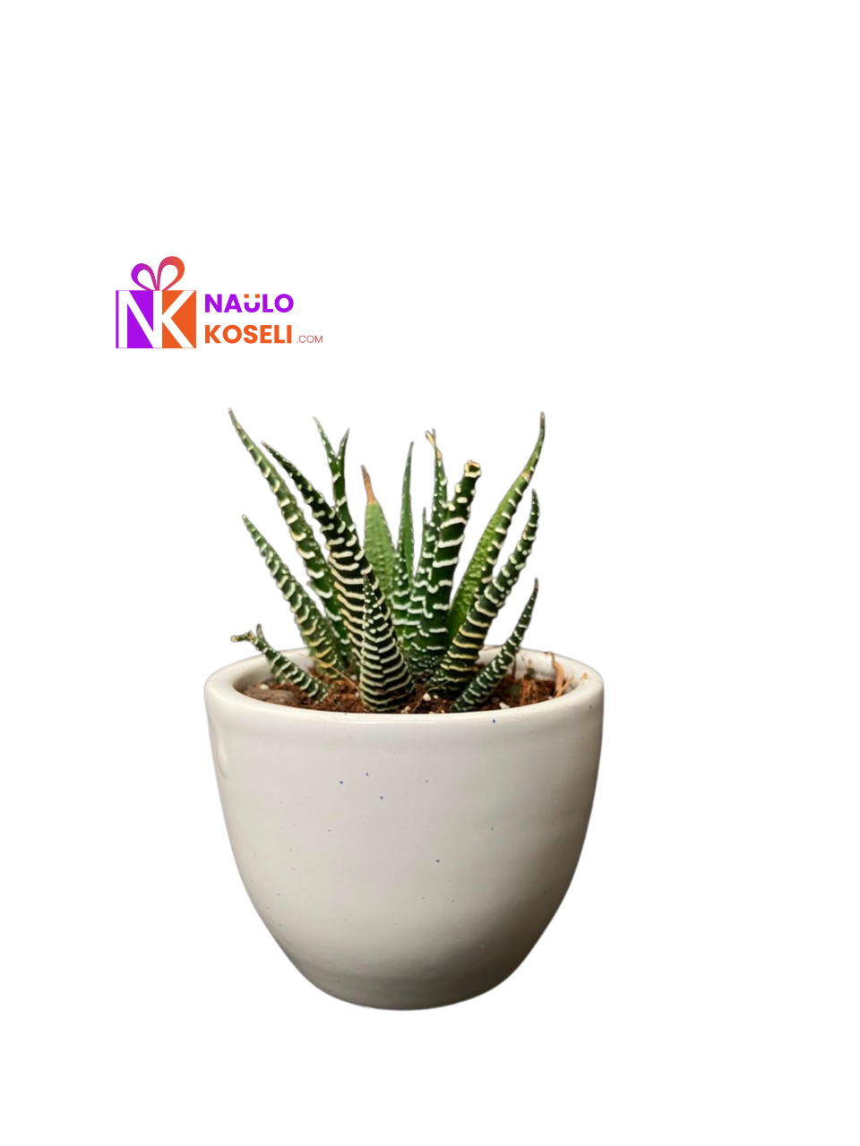 Haworthia Plant | Premium Ceramic Pot Indoor Succulent