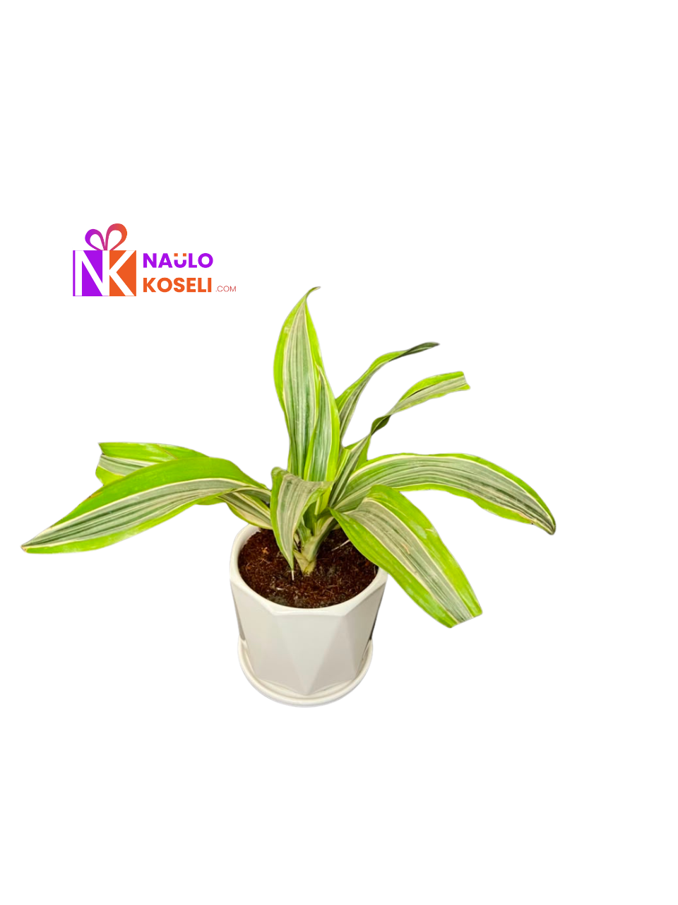 Dracaena Lemon Lime Plant | Indoor Plant in Ceramic Pot