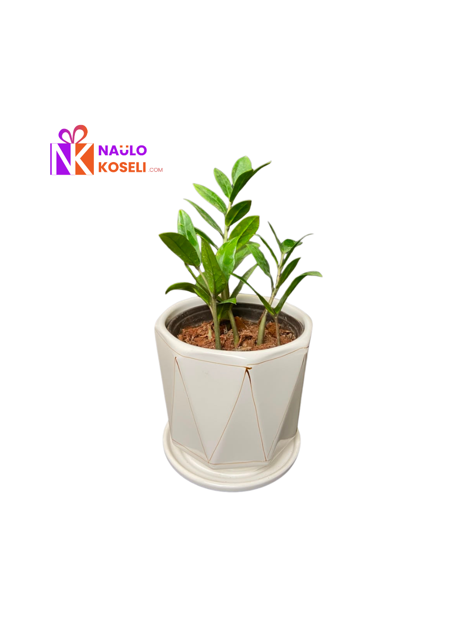 ZZ Plant | Indoor Plant in Ceramic Pot