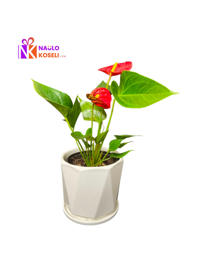 Anthurium Plant | Indoor Plant in Ceramic Pot