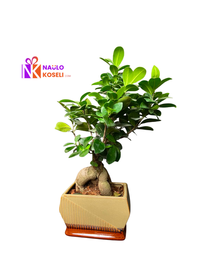 Bonsai Plant | Premium Ceramic Pot Indoor Bonsai