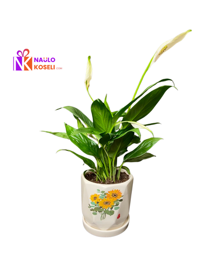 Peace Lily Plant | Premium Ceramic Pot Indoor Plant