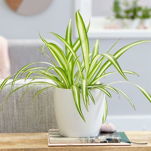 Mini Indoor Plant Gift