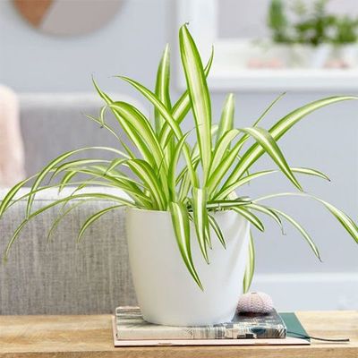 Mini Indoor Plant Gift