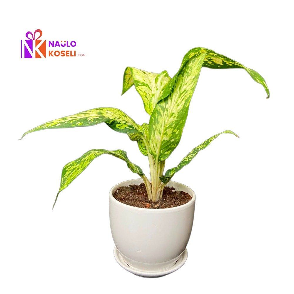 Dieffenbachia Plant | Premium Ceramic Pot Indoor Plant