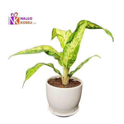 Dieffenbachia Plant | Premium Ceramic Pot Indoor Plant