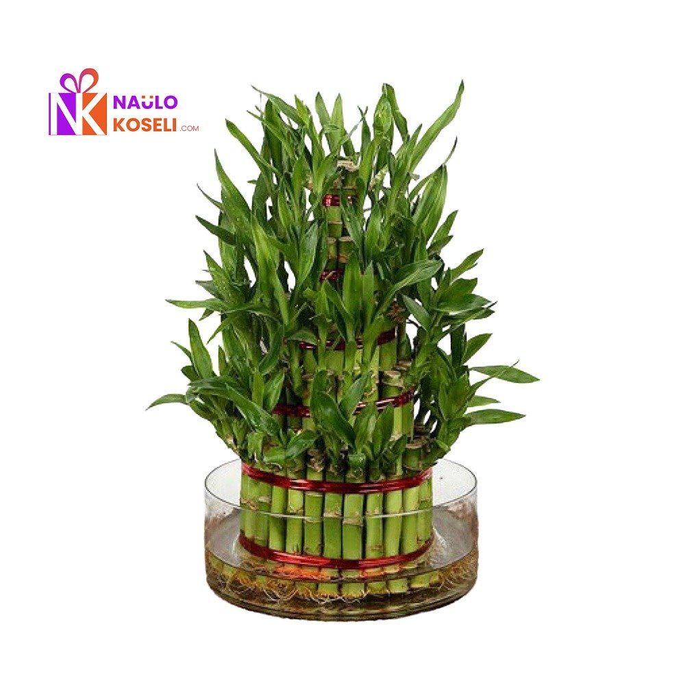 5 Layer Lucky Bamboo | Premium Ceramic Pot Indoor Plant