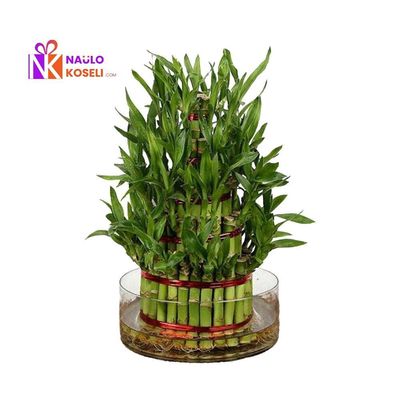 5 Layer Lucky Bamboo | Premium Ceramic Pot Indoor Plant